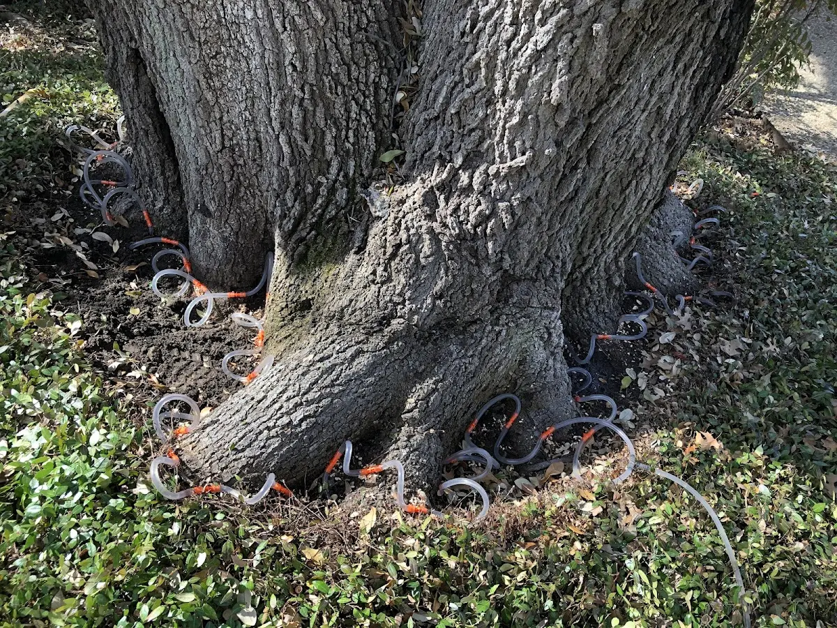 Detailed Tree Cabling and Bracing job site in Sanibel