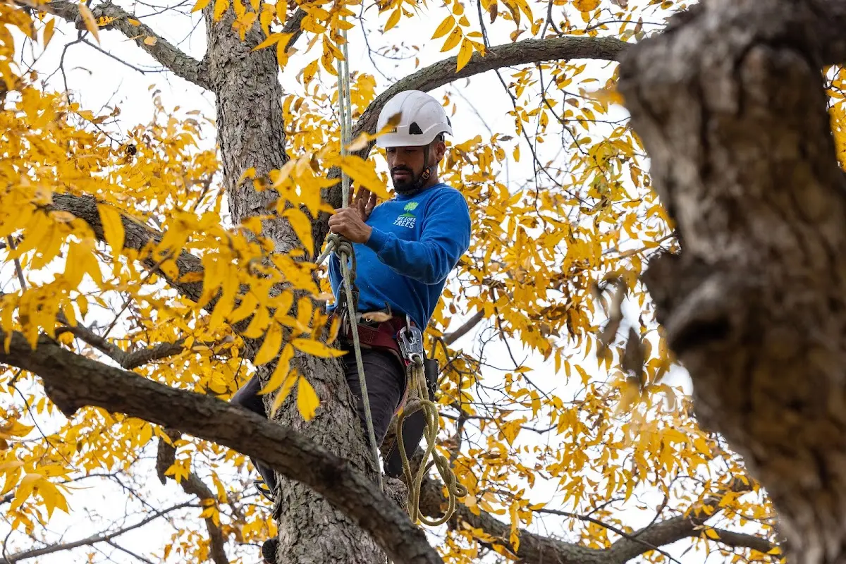 Skilled Tree Transplanting crew working in Sanibel